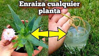 NADIE conoce ni HIZO este ENRAIZANTE casero NATURAL para Enraizar Cualquier Planta con hormonas [upl. by Arleta]