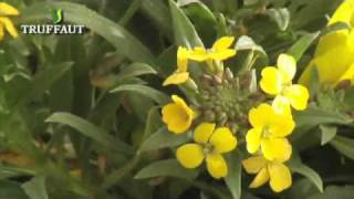 Les plantes bisannuelles fleurir son jardin et sa terrasse  Truffaut [upl. by Odranoel884]