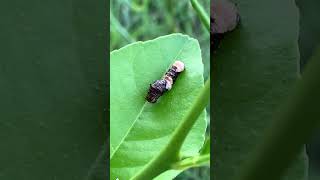 Giant swallowtail caterpillar eating the lemon tree shorts [upl. by Haidedej442]