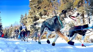 Iditarod 2023 Ceremonial Start [upl. by Emil]