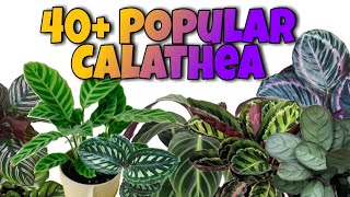 Popular Calathea Varieties Prayer Plants [upl. by Nitaf]