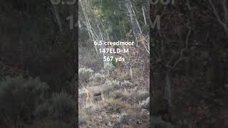 65 creedmoor vs mule deer [upl. by Gert888]