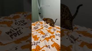 Cat videos ❤️ kitten meowing call ❤️ FunnyCats Episode 8225 [upl. by Dirraj]