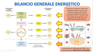 LA RESPIRAZIONE CELLULARE  Bilancio generale energetico [upl. by Nurav]