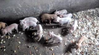 Sow farrows 20 Piglets in Nigeria [upl. by Htims]