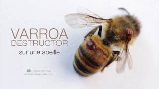 Artisans de la ruche  Varroa vivant sur abeille alive on honeybee [upl. by Ylimme]