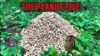 We Left a PILE OF PEANUTS in the Woods Heres what happened Trail Camera The Peanut Pile [upl. by Inafetse]