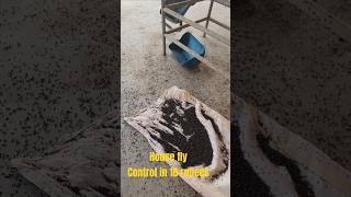 How we can control house fly and mosquito at dairy farm cow mosquitocontrol viral youtubeshorts [upl. by Anaoj]