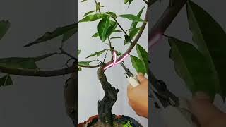 renovation bonsai bonsai nature [upl. by Senecal]