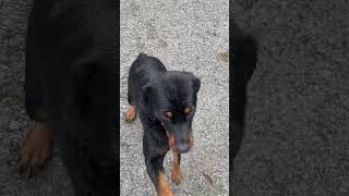 Rottweiler training gooddogs [upl. by Mailliw]