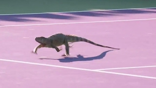 Iguana Storms the Court  You have to see an iguana running loose on a tennis court [upl. by Marrissa347]