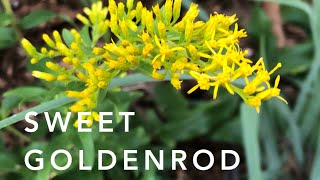 Sweet Goldenrod  Florida Native Plants Landscaping [upl. by Hcire]