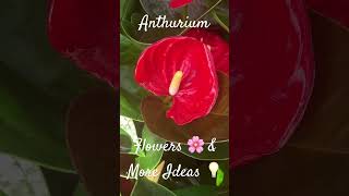 Anthurium Flowers 🌸 amp More Ideas 💡 [upl. by Esnofla]