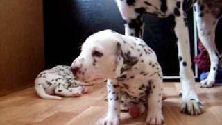 dalmatian puppies 45 weeks [upl. by Dielle]