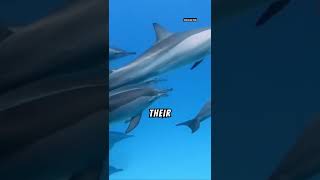 Dolphins have names for each other facts sealifefacts factsanimals dolphinnose protectdolphins [upl. by Dione994]