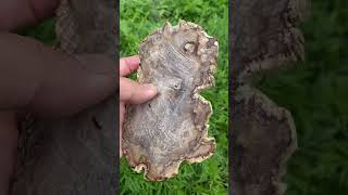 petrified wood slab [upl. by Adyela]