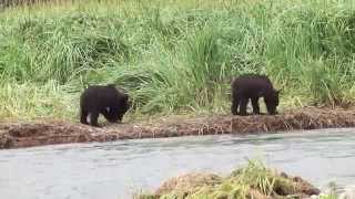 Bears  Katmai Alaska [upl. by Darnok]