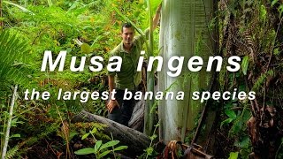 Worlds largest banana species Musa Ingens giant banana filmed in Indonesian New Guinea [upl. by Keily]