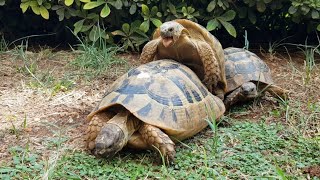 Kaplumbağalar Çiftleşiyor  Turtle Mating [upl. by Spratt]