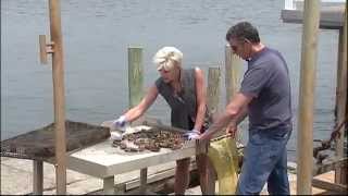 A Look at a Long Island Oyster Company [upl. by Neerbas]