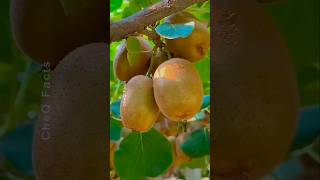 How to Grow Kiwi from Seed at Home plants shorts farming [upl. by Eelarac]