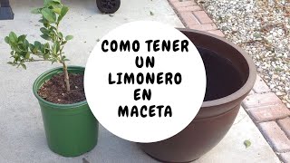 Como tener un limonero en maceta [upl. by Odranreb]