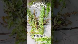 植物のある暮らし観葉植物植物観葉植物のある暮らし観葉植物の育て方ネフロレピスネフロレピスハッピーマーブル植物との暮らし観葉植物との暮らし [upl. by Ralfston]