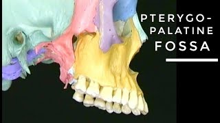 PterygoPalatine fossa  head anatomy [upl. by Atinet]