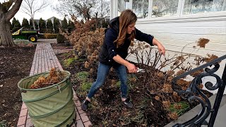 Pruning Panicle amp Smooth Hydrangeas  Pink Mink Clematis ✂️✂️✂️  Garden Answer [upl. by Pubilis]