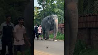 അവന്റെ ♥️  shimil  kaveri  Malappuram elephant kaveri keralaelephant malappuram love [upl. by Nosde408]