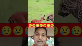 Leopard vs Heran kid youtubeshorts shorts msdragon31 animals whatsappstatus [upl. by Romeo38]