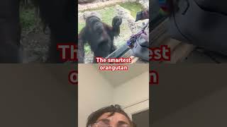 The smartest orangutan orangutan monkey funny [upl. by Tupler229]