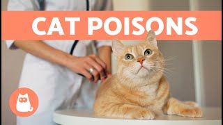 Most Common CAT POISONS 🐱⚠️ 5 Toxic Products Your Cat Needs to Avoid [upl. by Vinson]