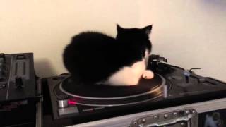 Dj cat on decks [upl. by Dde]