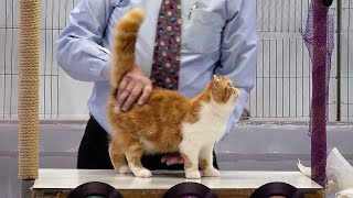 CFA International Show 2019  Longhair Kitten Class Judging  Exotics [upl. by Oswal]