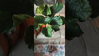 Ficus Umbellata repot part 1 plants ficusplant [upl. by Ecirtemed]