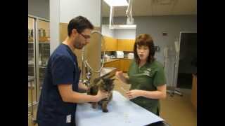 How to give a cat an injection [upl. by Gavrielle]