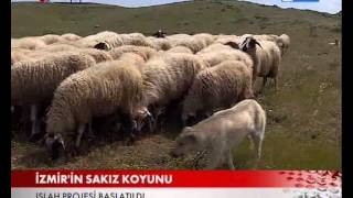 SAKIZ KOYUNU SEFERİHİSARDA ISLAH EDİLİYOR [upl. by Ardnaxila]