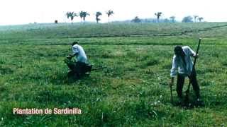 GS0F La biodiversité et le fonctionnement des écosystèmes [upl. by Rabiah]