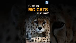 Cheetah returns to India after 70 years  NEXT IAS HINDI [upl. by Meggy]