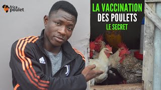 COMMENT VACCINER vos POULETS PROPHYLAXIE de vaccination de poulet GOLIATH élevage de poulet local [upl. by Suivat]