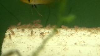 FANTASY AQUATICS  Apistogramma paucisquamis FRIES UP CLOSE Day 3the store [upl. by Zaslow46]