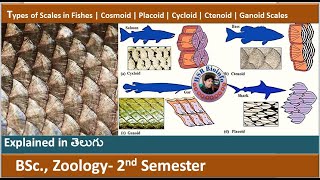 Types of Scales in Fishes  Cosmoid  Placoid  Cycloid  Ctenoid  Ganoid  HSR Bioinfo [upl. by Vance]