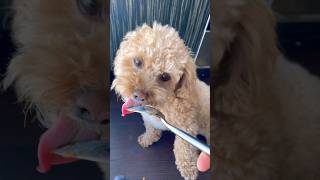 Yorkipoo Tries Peanut Butter for the First Time Shorts [upl. by Analla]