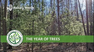 Asbury Woods Introducing The Year of Trees [upl. by Akenot]