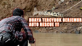 DETIKDETIK PANJI RESCUE BUAYA DI SUNGAI DAN MENYERAHKAN KE BALAI KONSERVASI [upl. by Malone105]