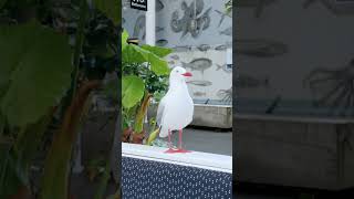 Redbilled gull [upl. by Assirahs799]