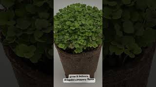 Grow Your Own Arugula From Home  Arugula Seeds For Gardening [upl. by Aslam]