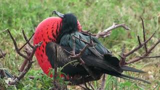 Frégate du Pacifique Fregata minor ridgwayi Great Frigatebird [upl. by Vittorio]