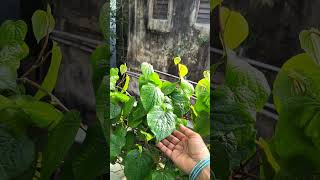 Maadi Thottam Vethalai kodi maadithottam terracegarden shorts viralvideo [upl. by Ernaldus]